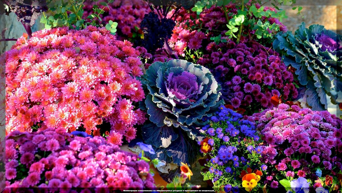 Секреты ухода за цветником: Как подготовить растения к зиме и порадовать себя весной