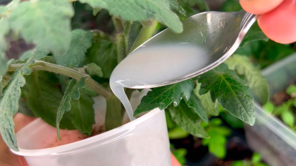 Как простая подкормка сделает вашу рассаду крепкой и здоровой