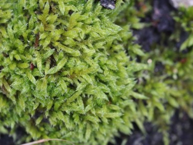 Как справиться с мхом на участке: простые и эффективные советы