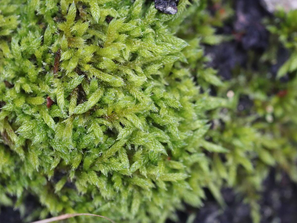 Как справиться с мхом на участке: простые и эффективные советы