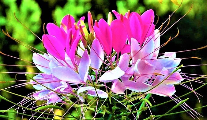 Цветущий рай: выбираем засухоустойчивую клеому для вашего сада