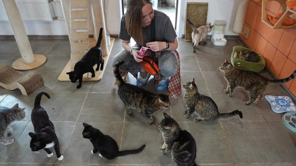 � ������ ������������� ����� �� �������� ��������: ��� ��� ������ ����������