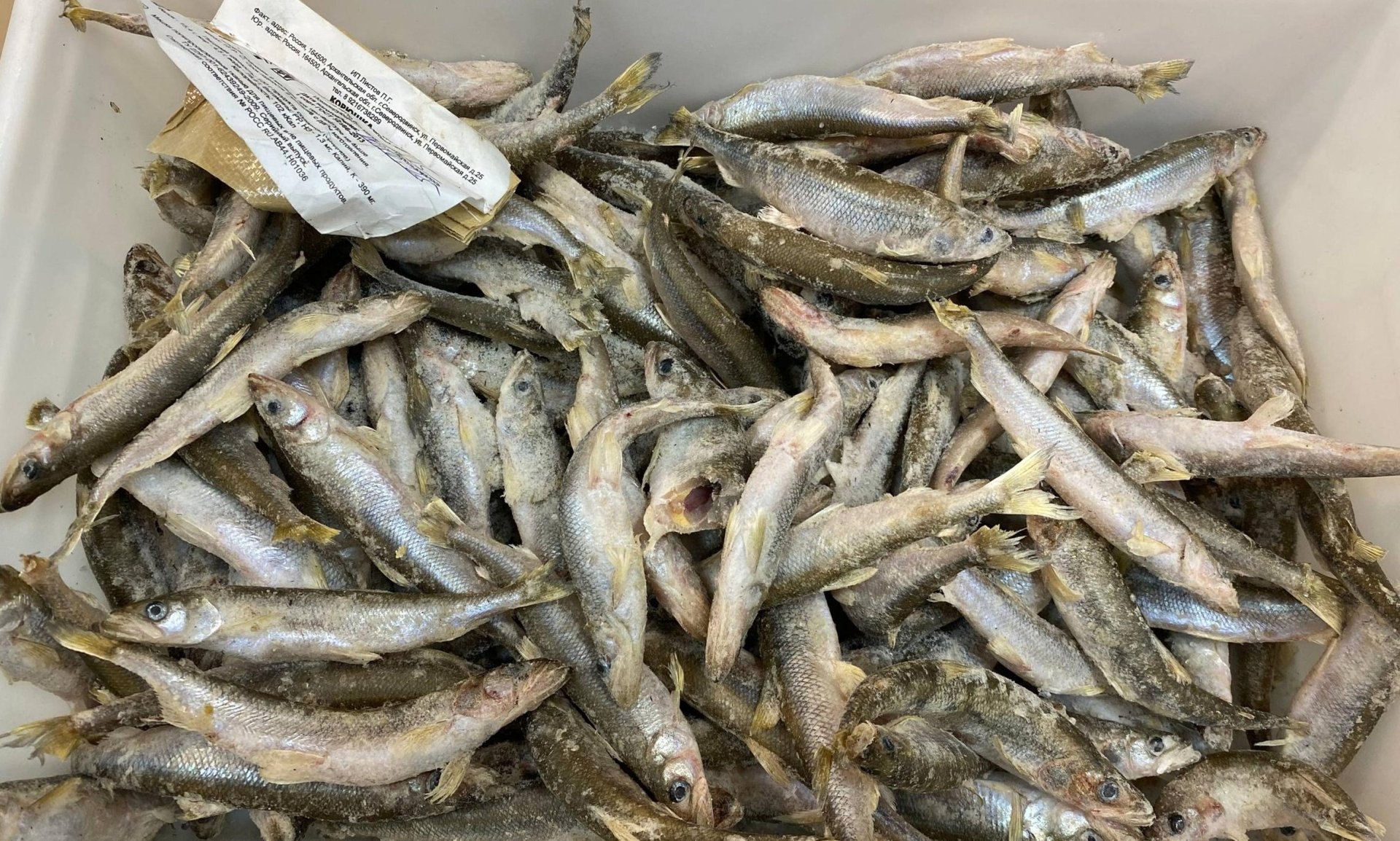 Какие новости «Региона 29» привлекли внимание читателей на уходящей неделе? Вот топ новостей: Какие новости «Региона 29» привлекли внимание читателей на уходящей неделе? Вот топ новостей: