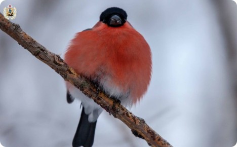 � ������������ �������� ��������