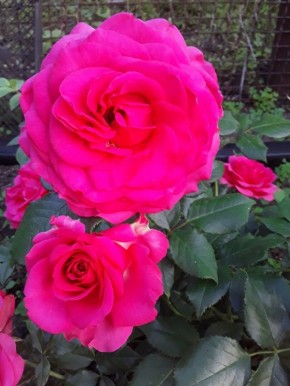 Почему плетистая роза Maritim заслуживает вашего внимания