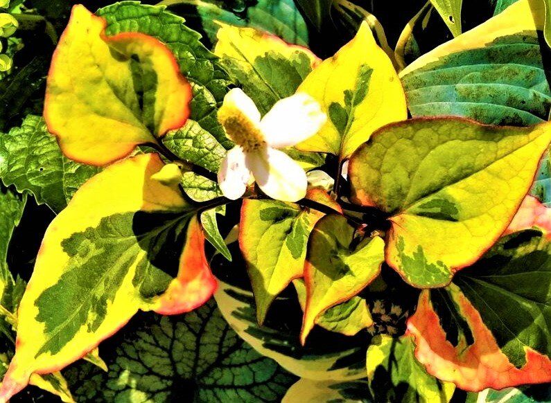 ��� ��������� �������� �������������� � �� ��������� ����� ���������