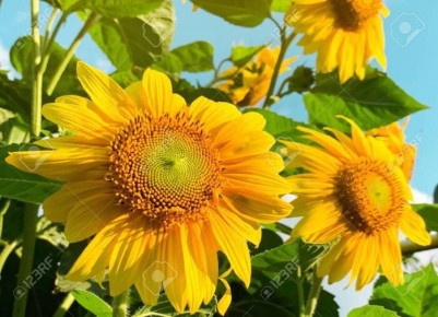 Как выбрать идеальный декоративный подсолнечник для вашего сада