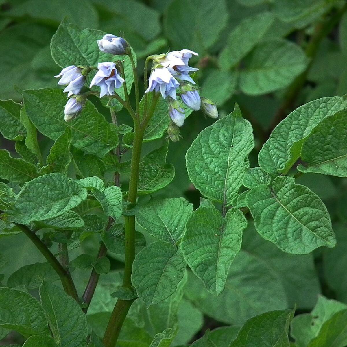 Как правильно организовать севооборот после картофеля для лучшего урожая
