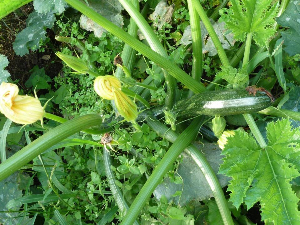 ��� ��������� ���������� �������: ������� ������������ ������