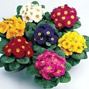 �������: ���������� � ���� �� ������ �������