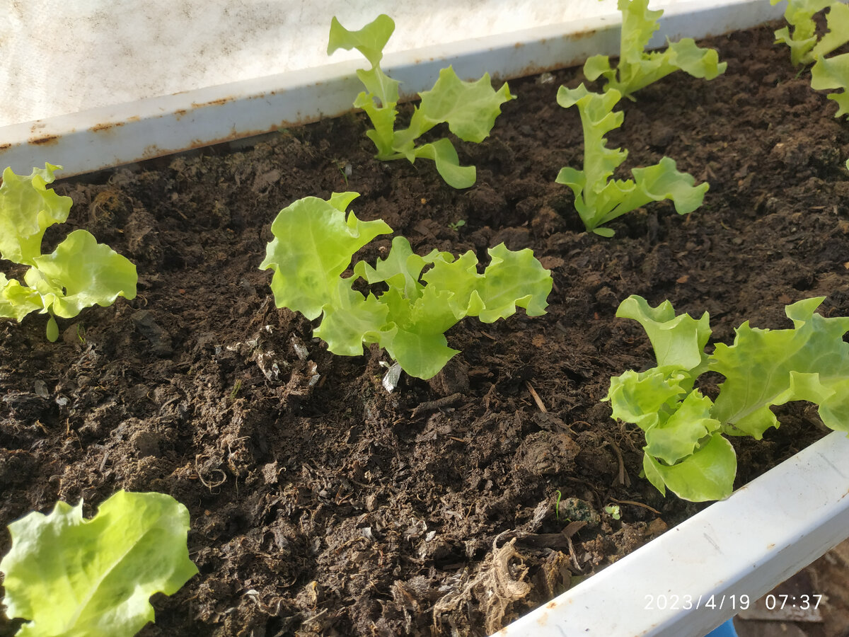 Искусство выращивания весеннего салата: от семечка до стола