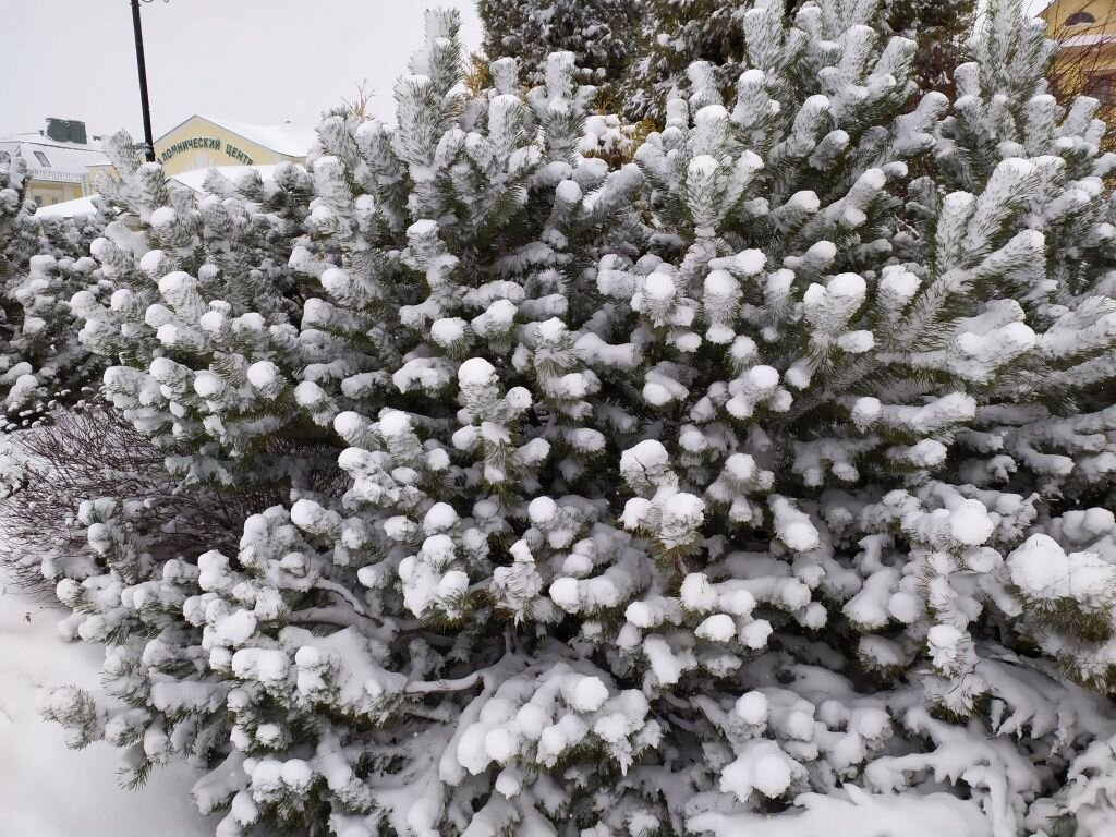 Как оформить зимний сад: секреты создания зимней сказки