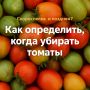 Как правильно определить время сбора томатов: советы для огородников