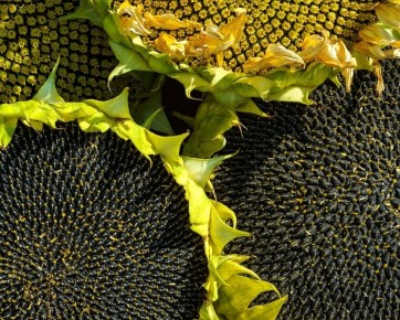 ������ ��������� ������� � ������ ��������� 32,6 �������� ����