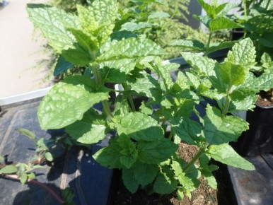 ����������� ���� �� ����: ������������ �����������