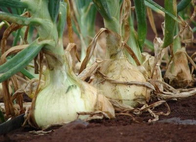 �������� � ������ ��������� ����: ��� ������ ����� ���������