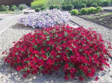 Ампельные цветы: как создать цветущий рай на своем участке