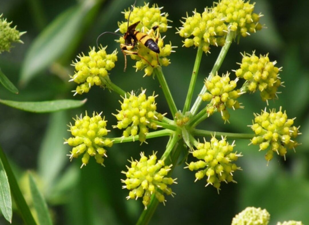 Любисток: многофункциональное растение с богатым потенциалом