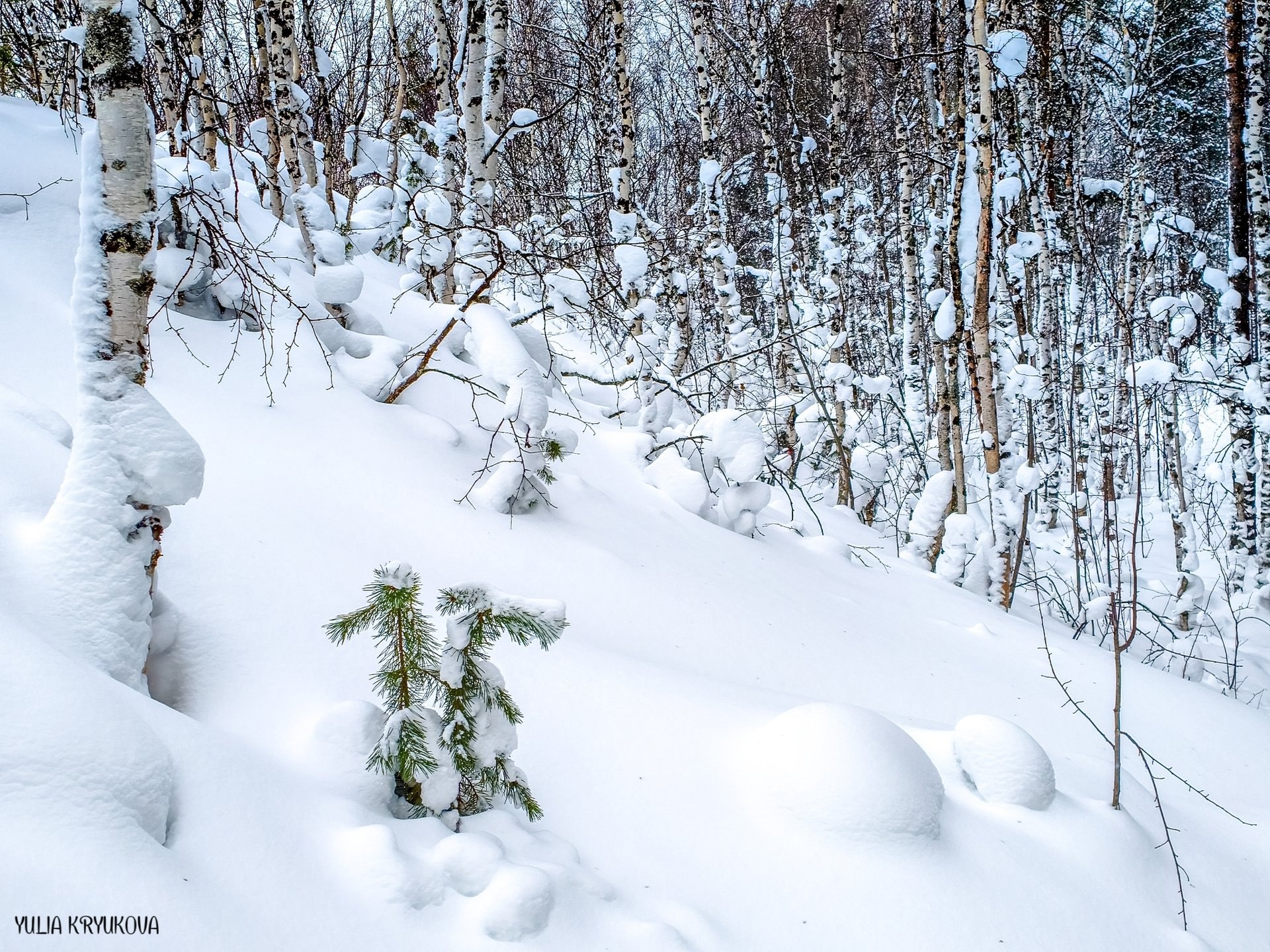 Февральские фотозарисовки. Классные кадры сделала Yulia Kryukova Февральские фотозарисовки. Классные кадры сделала Yulia Kryukova