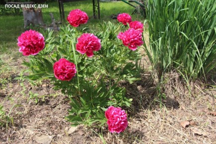 Палец и доска: секреты успешной посадки пионов