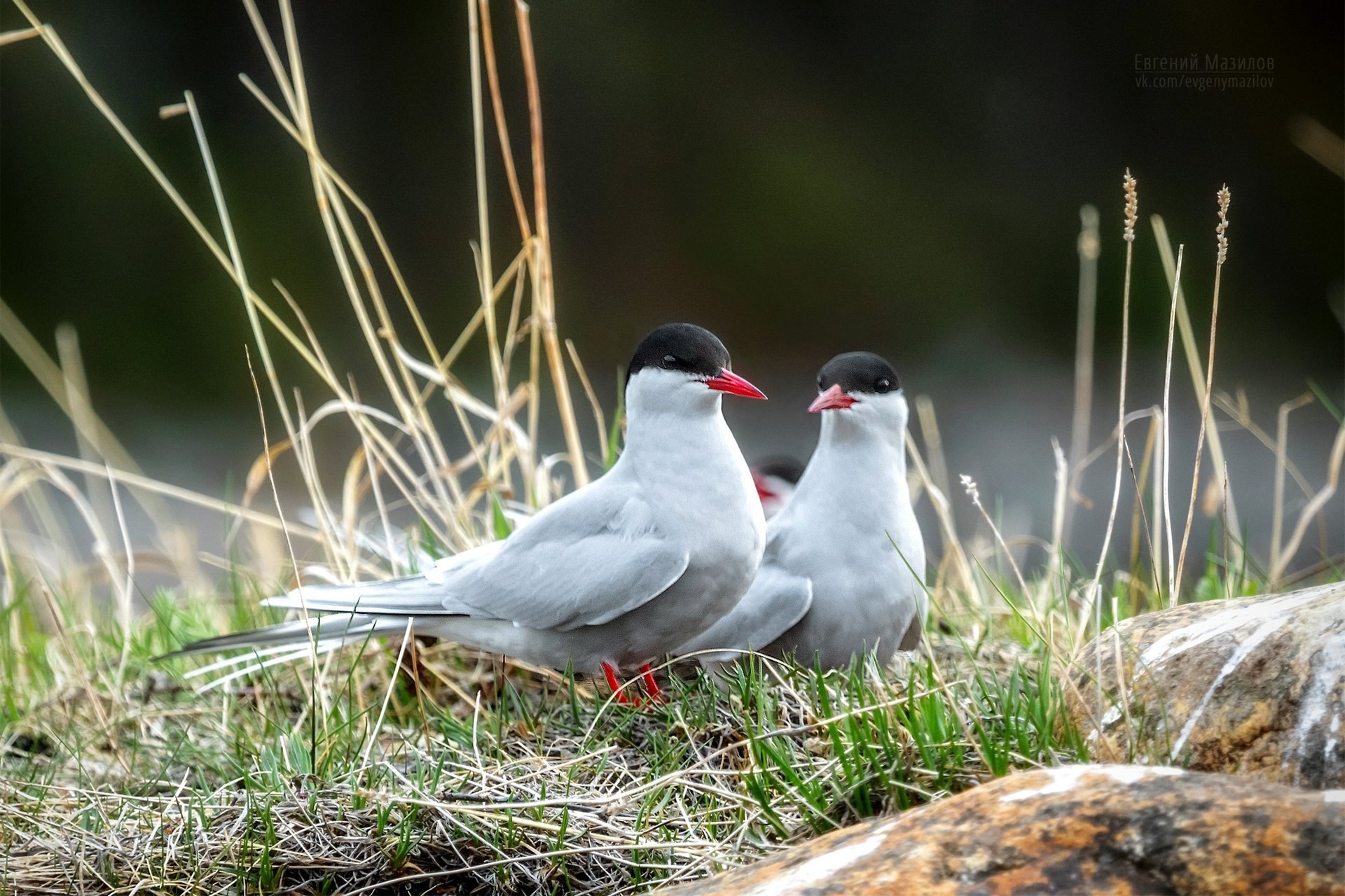 Национальный парк «Онежское Поморье» празднует 13-летие Национальный парк «Онежское Поморье» празднует 13-летие