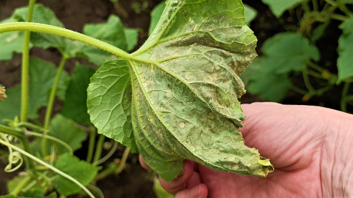Спасение огурцов: как бороться с кладоспориозом в теплице