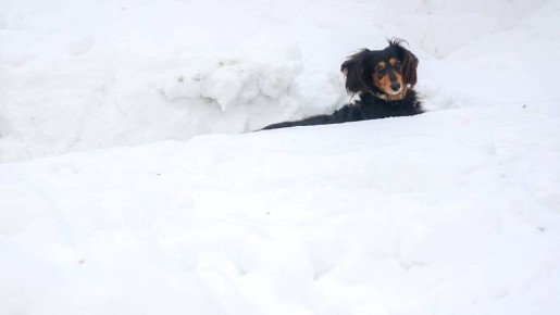 Кабмин предложил конфискацию животных у жестоких владельцев