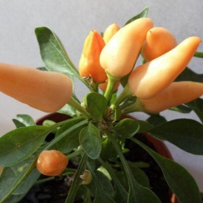 ���������� ������ ����� �����: �������� ���� ������ ������ �����������