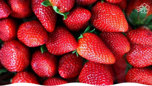 Ремонтантные сорта земляники: как собирать ягоды с лета до осени