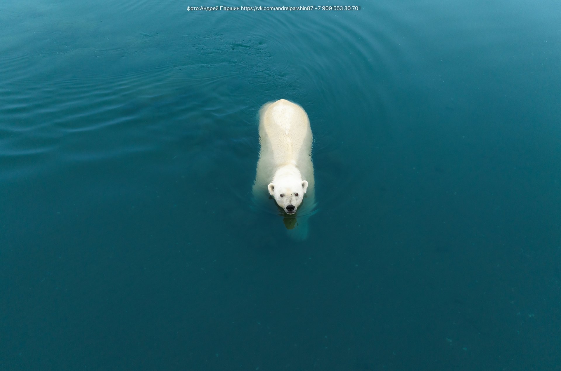 Ежегодно 27 февраля отмечается Международный день полярного медведя