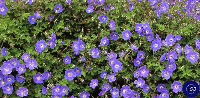 ����������� ������ � ���������: �������� ������ �����