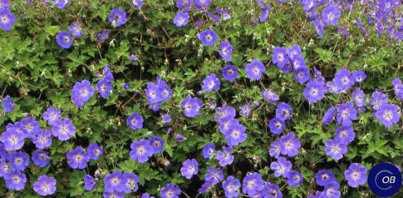 ����������� ������ � ���������: �������� ������ �����