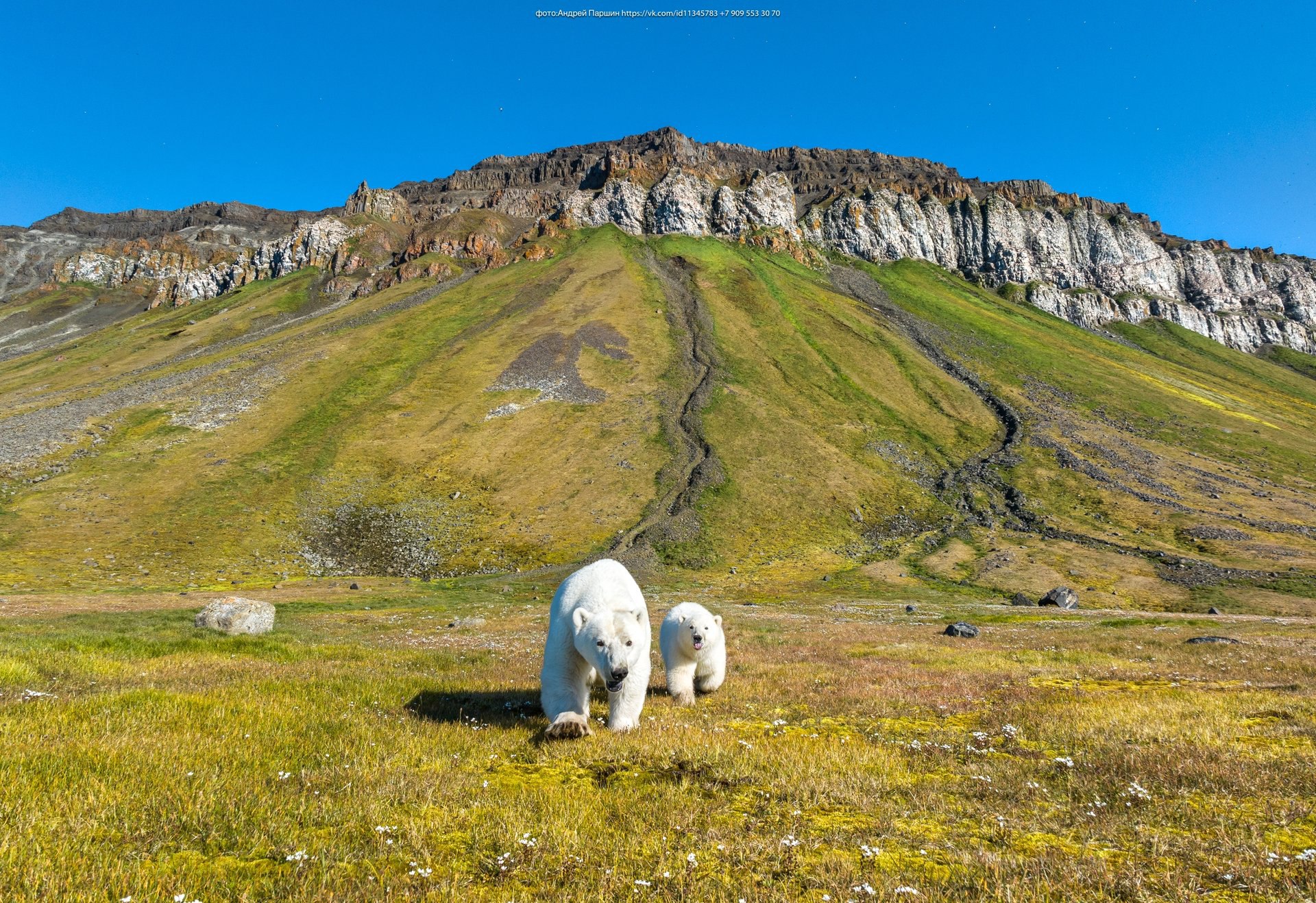 Ежегодно 27 февраля отмечается Международный день полярного медведя Ежегодно 27 февраля отмечается Международный день полярного медведя