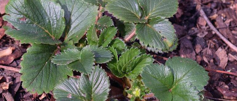 ���� �� ��������� ����� ����� ������: ������ ���� ��� ��������� ������