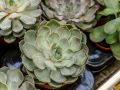 Способы сохранения здоровья ваших суккулентов