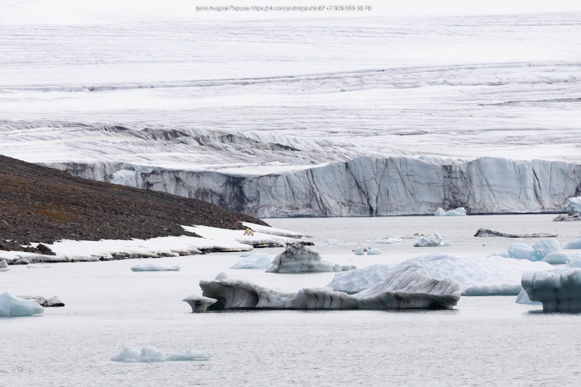 Ежегодно 27 февраля отмечается Международный день полярного медведя Ежегодно 27 февраля отмечается Международный день полярного медведя