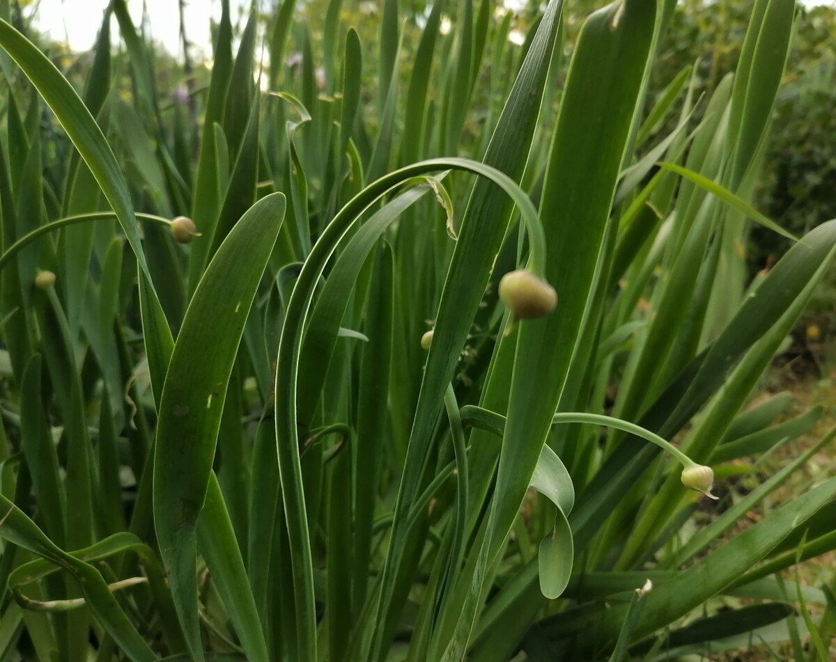 Лук слизун: идеальное сочетание красоты и пользы на вашем участке