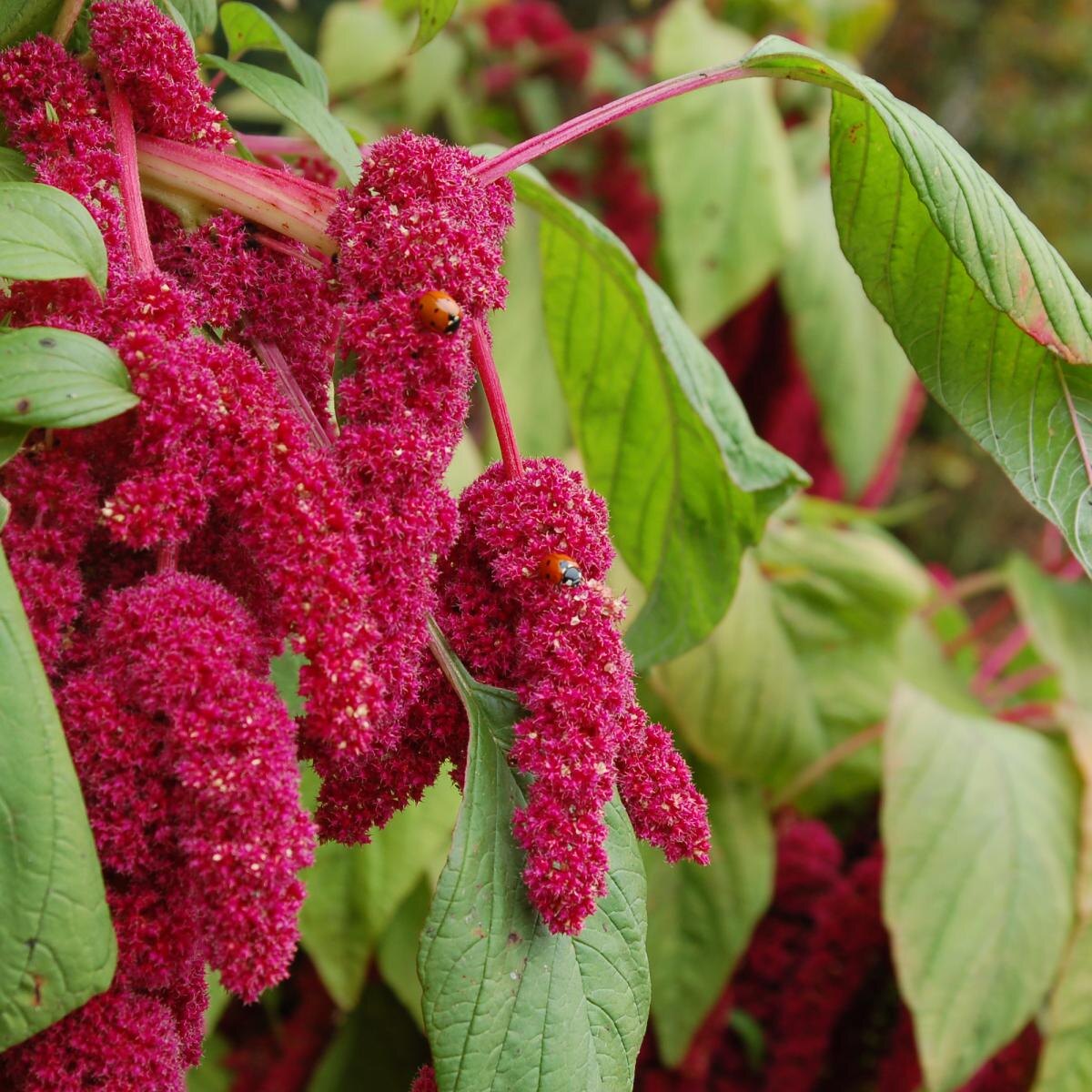 Как правильно выращивать амарант для пышного цветения