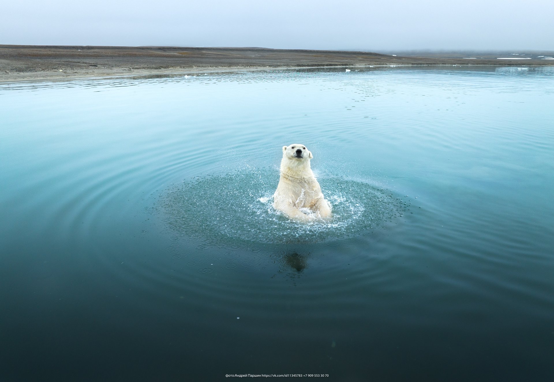 Ежегодно 27 февраля отмечается Международный день полярного медведя Ежегодно 27 февраля отмечается Международный день полярного медведя