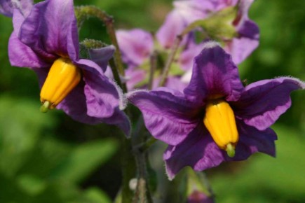 Как колорадский жук стал не таким уж страшным: биологические методы борьбы без химии