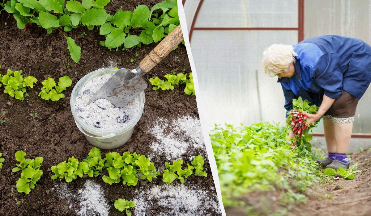 Зола как удобрение: когда она может навредить вашим растениям