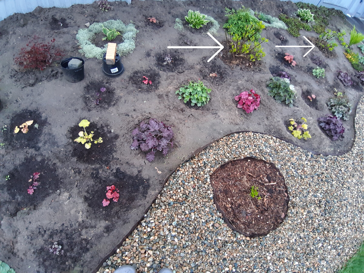 Многолетники, которые радуют своим ростом и цветением