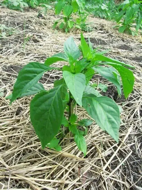 ��� �������� ���� ������� �����: ������� ��������� �����