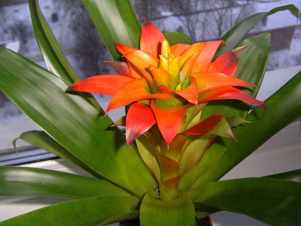 ��������: ��� ������������� ������� ��������� � ��������� ��������