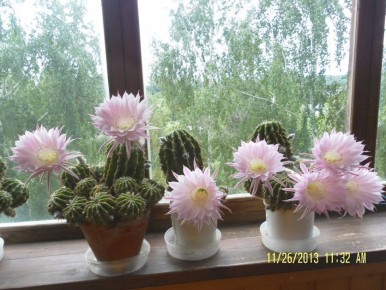 Кактусы: идеальные комнатные растения для занятых людей