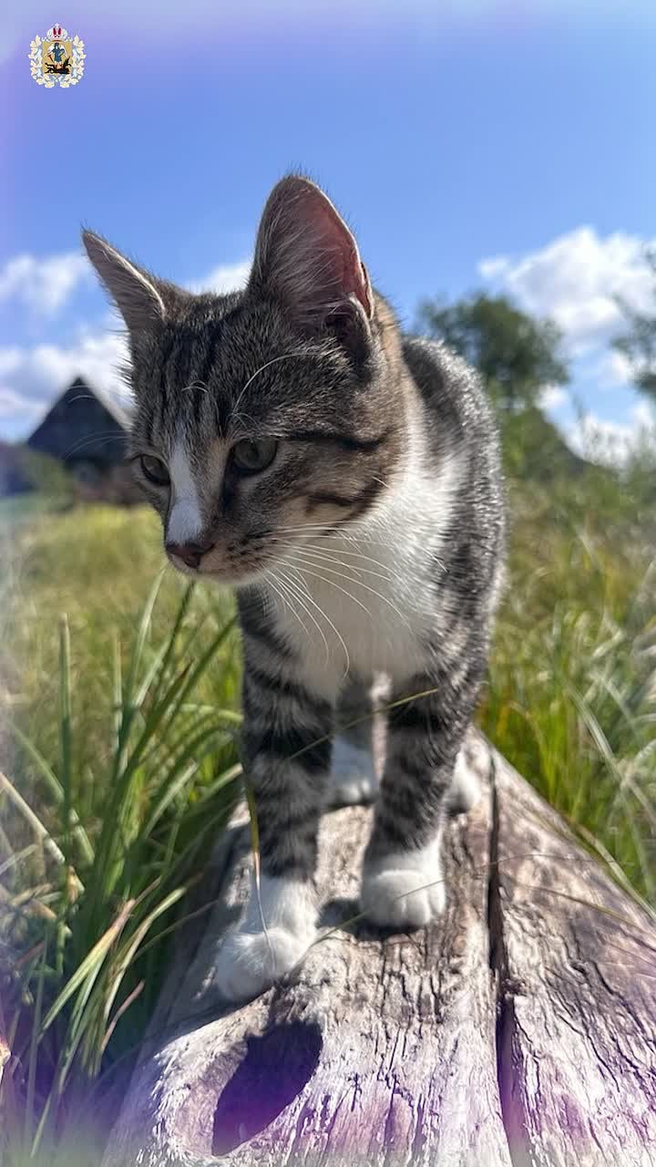 А вы знали, что 1 марта – не только первый день весны, но еще и неофициальный День кошек в России? Праздник учредили по инициативе Московского музея кошек и редакции журнала «Кот и пес»