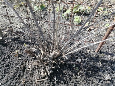 Крыжовник в новой интерпретации: как обрезка и подвязка меняют урожайность