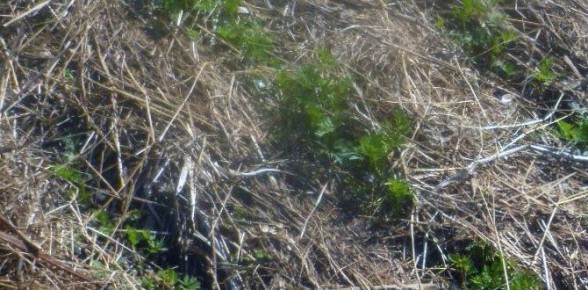 Как правильно подкормить морковь: секреты успешного роста