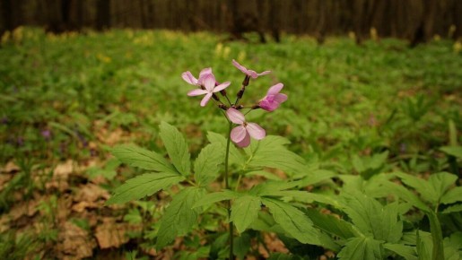 Зубянка: секреты целебного растения, которое покорило мир
