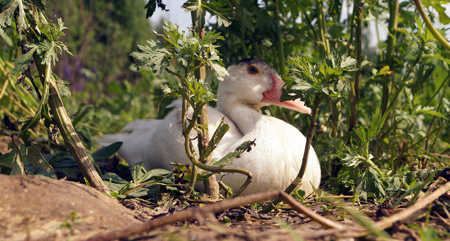 На птичьих травах